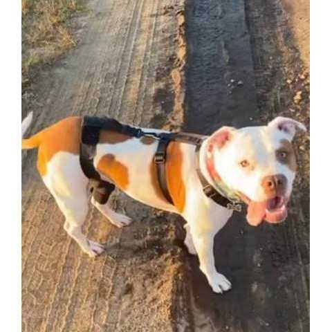 Dog Cat Knee Brace Pet Supplies q7k