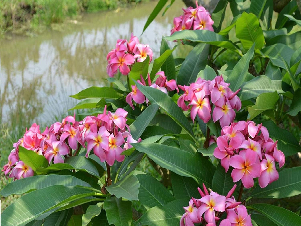 Plumeria Frangipani Plant Cuttings Pink 10 Inch a7