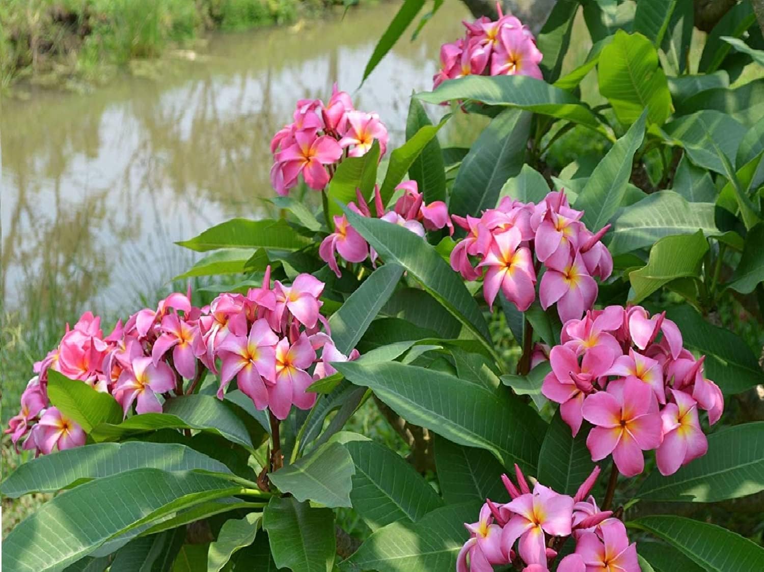 Plumeria Frangipani Plant Cuttings Pink 10 Inch a7