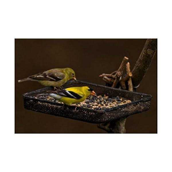 Finches Wild Bird Food 5 lb a7