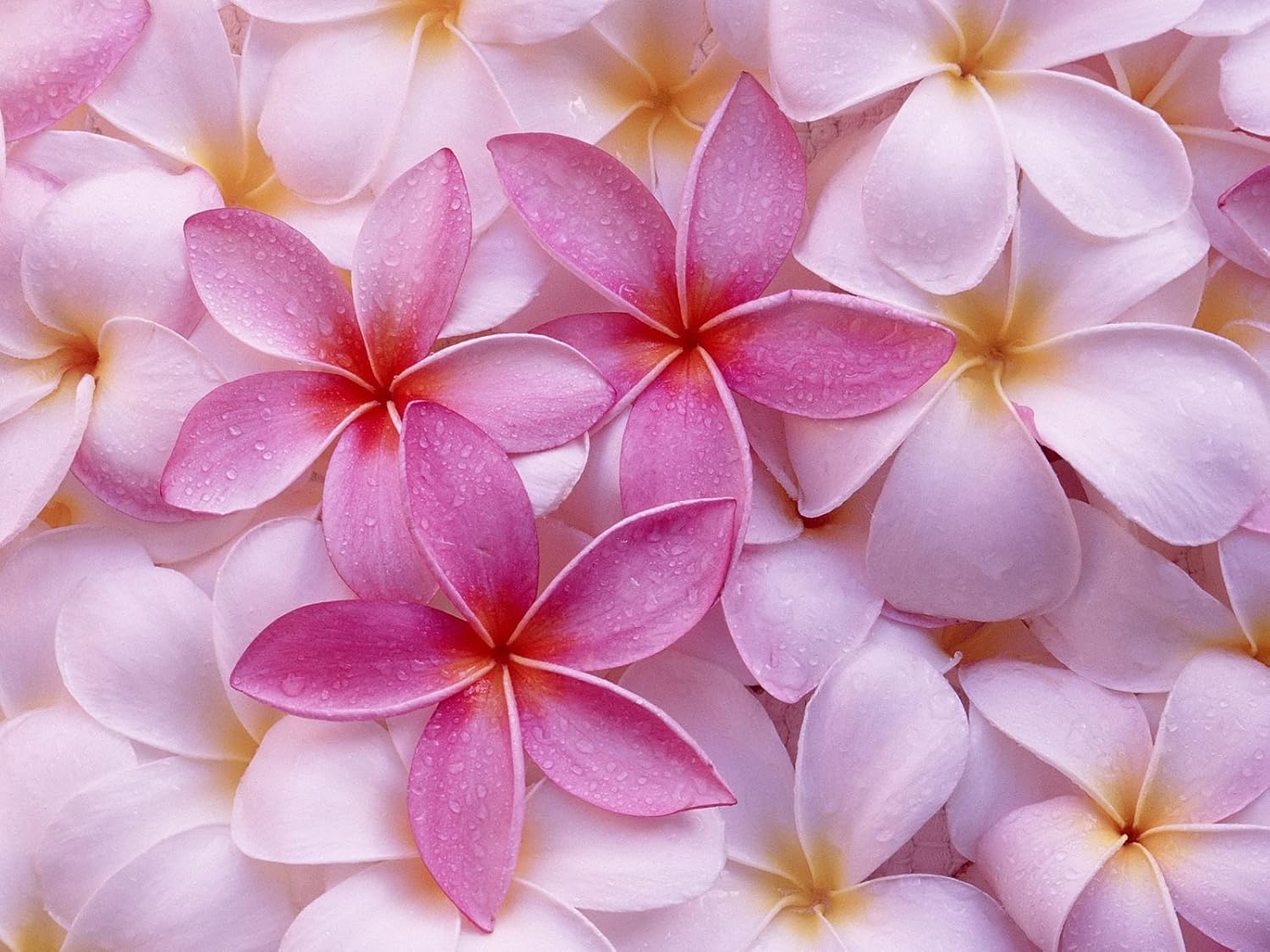 Hawaiian Rare Plumeria Frangipani Plant Planta Cuttings Red, White, Yellow, Pink - 10 Inch - Discount Hawaiian Gifts LQ4 (Pink)