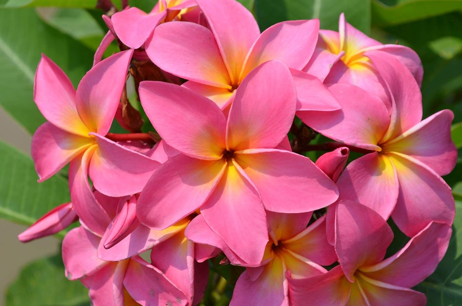 Plumeria Frangipani Plant Cuttings Pink 10 Inch a7
