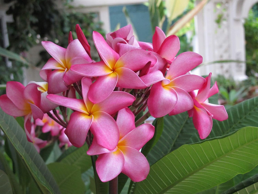 Plumeria Frangipani Plant Cuttings Pink 10 Inch a7