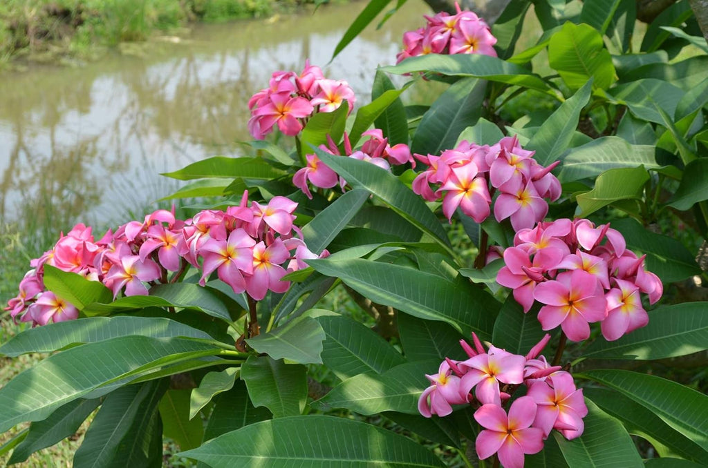 Plumeria Frangipani Plant Cuttings Pink 10 Inch a7