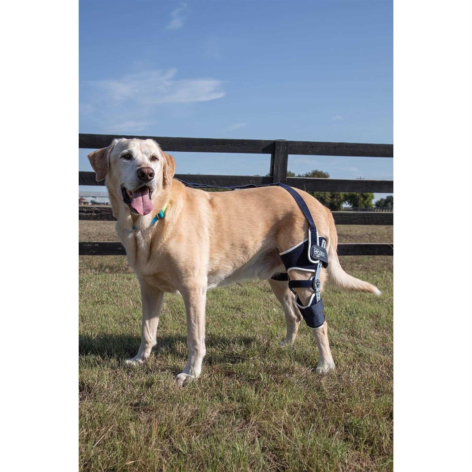 Dog Knee Brace Adjustable Hinged q7