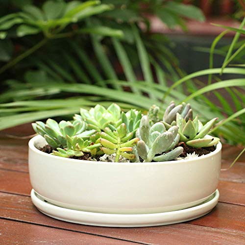 White Ceramic Succulent Planter with Saucer k7