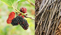 12 cuttings unrooted Mulberry Tree
