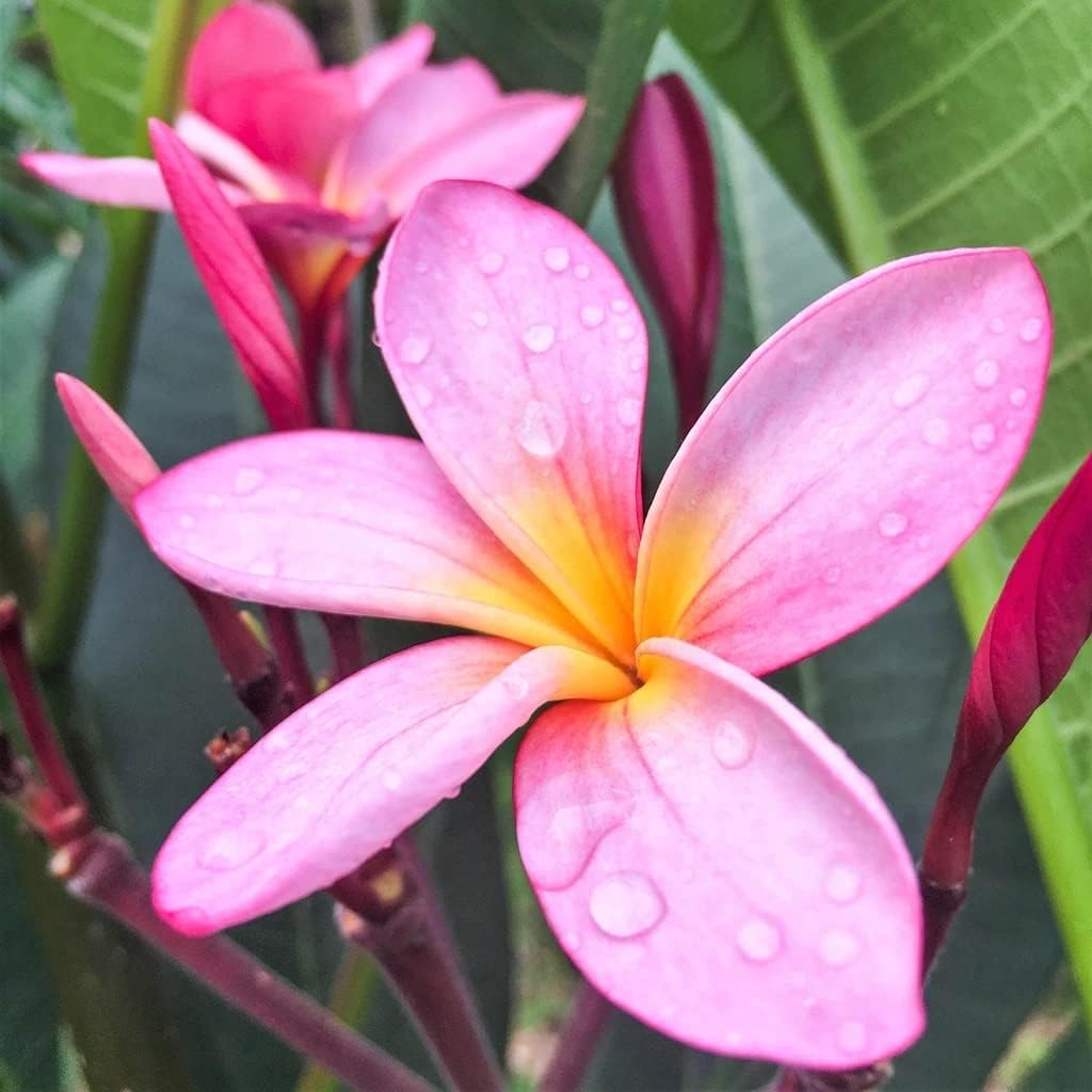 Plumeria Frangipani Plant Cuttings Pink 10 Inch a7