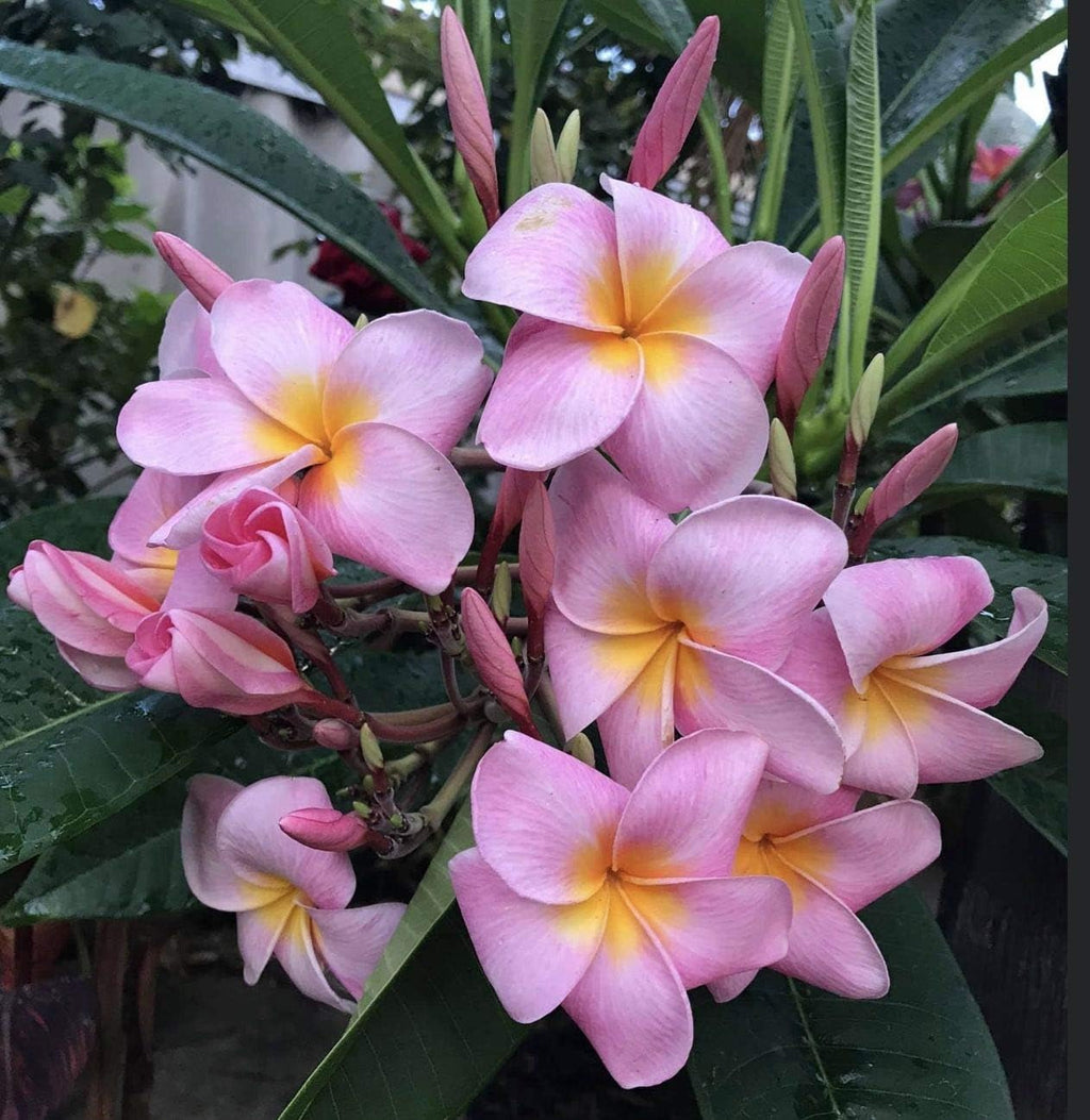 Plumeria Frangipani Plant Cuttings Pink 10 Inch a7
