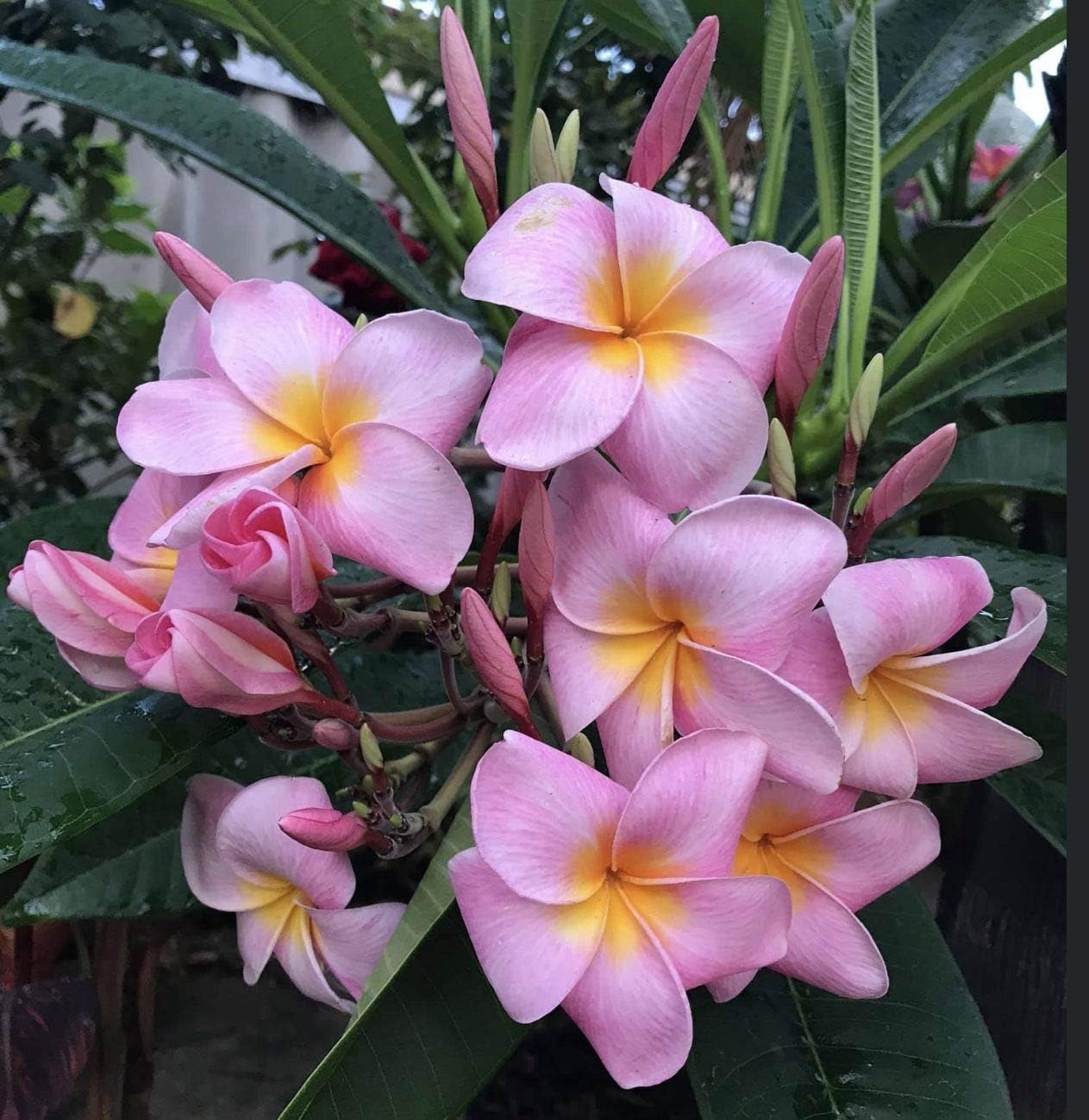 Plumeria Frangipani Plant Cuttings Pink 10 Inch a7