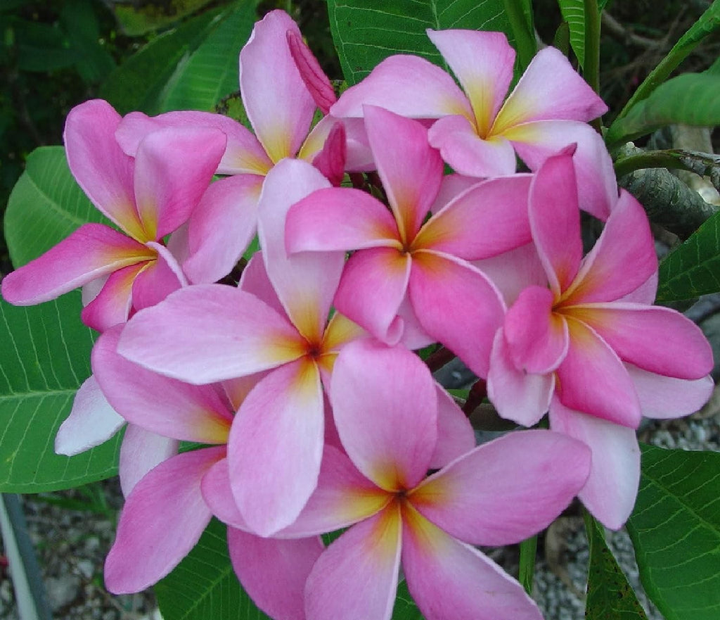Plumeria Frangipani Plant Cuttings Pink 10 Inch a7