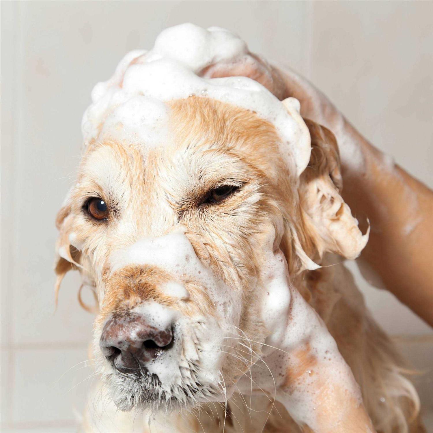 Oatmeal Coconut Lime Verbena Shampoo Concentrate k7p