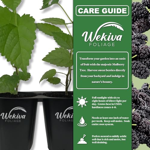 Dwarf Everbearing Mulberry Tree Starter Plants a7k