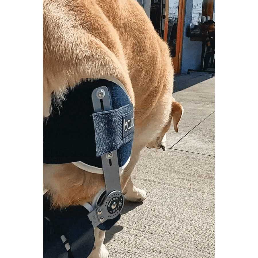 Dog Knee Brace Adjustable Hinged q7